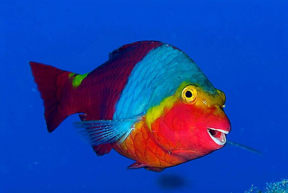 Acquario Dei Fralle Oristano Esterno foto